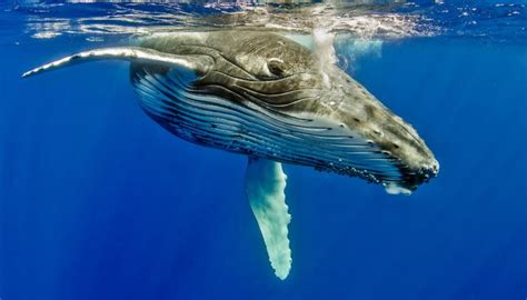 where do galapagos humpback whales live